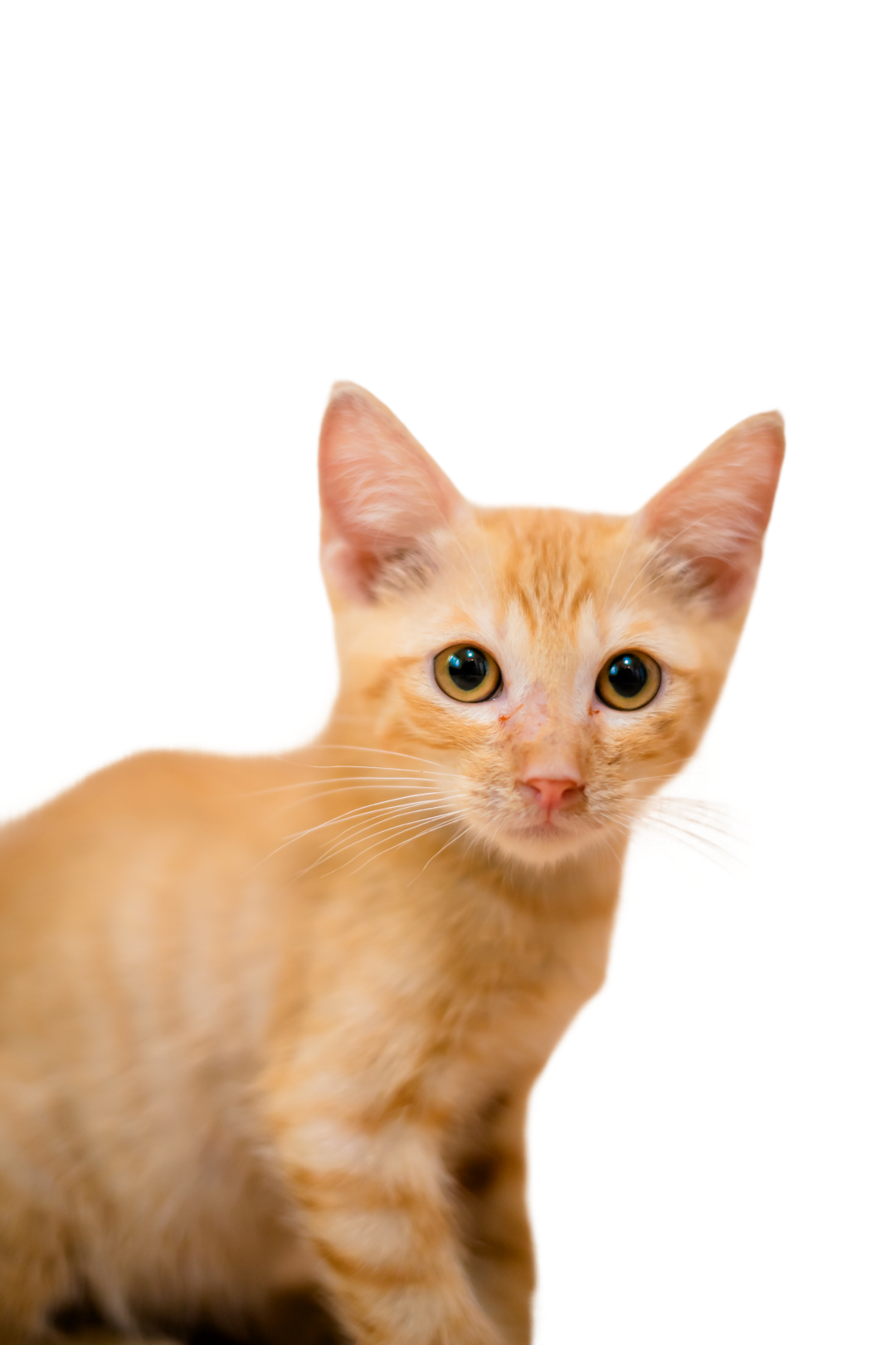 King cat image