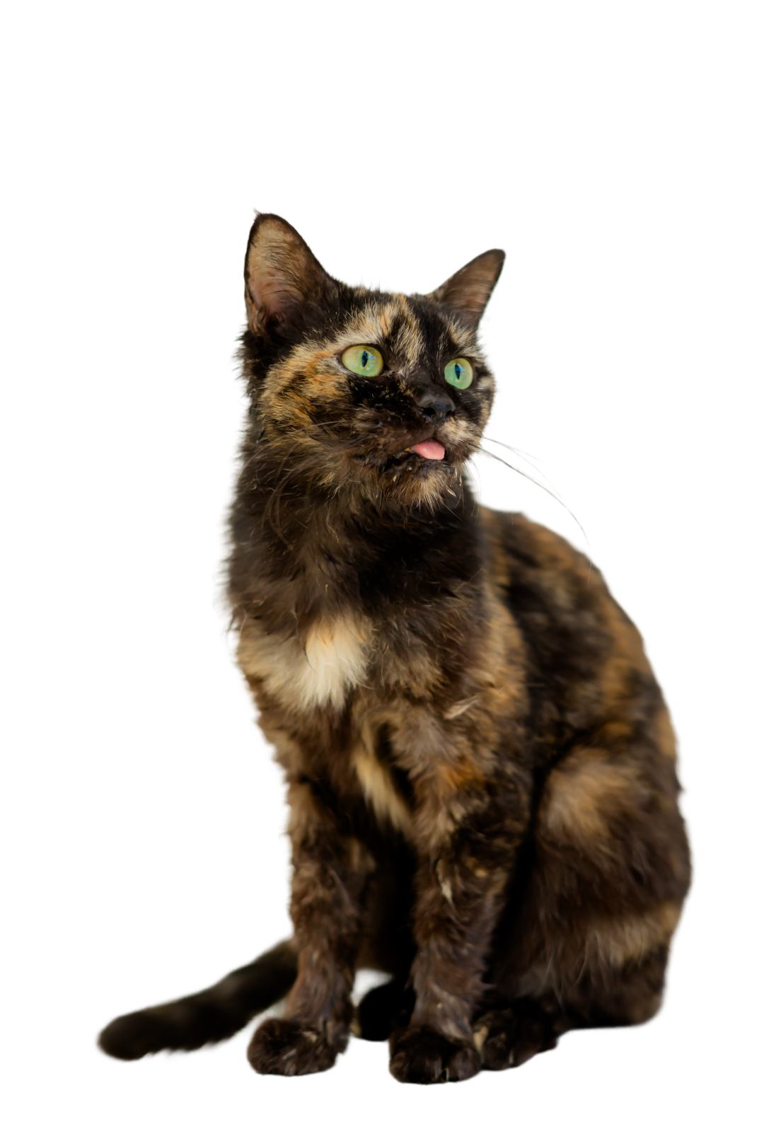 Munggu cat image