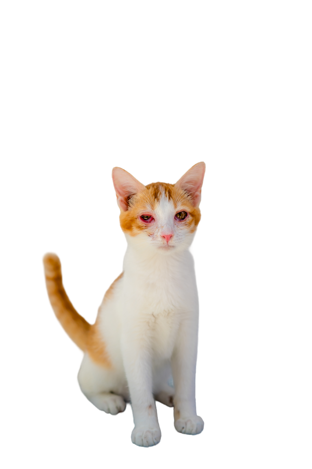 Patrick cat image