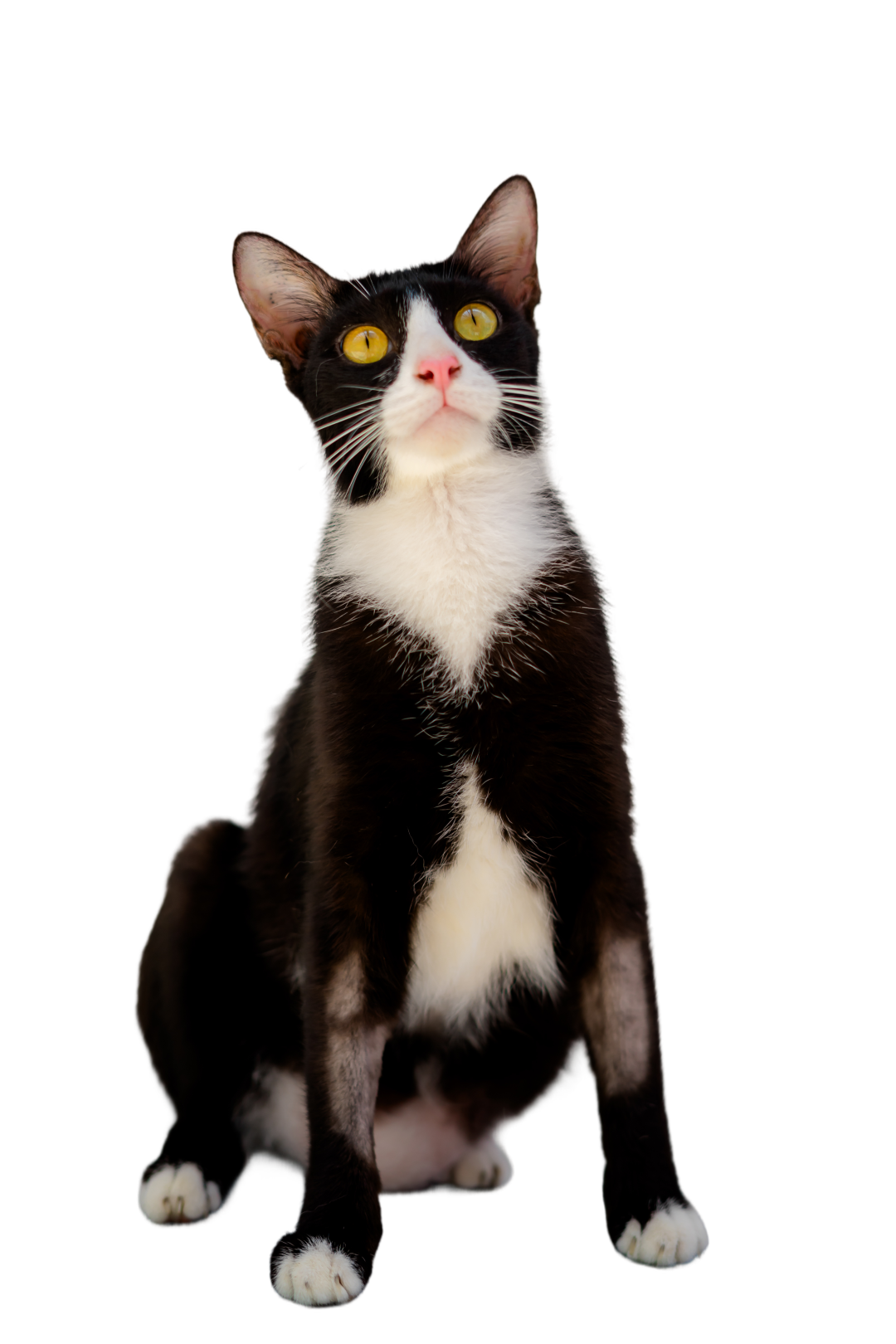 Rambo cat image