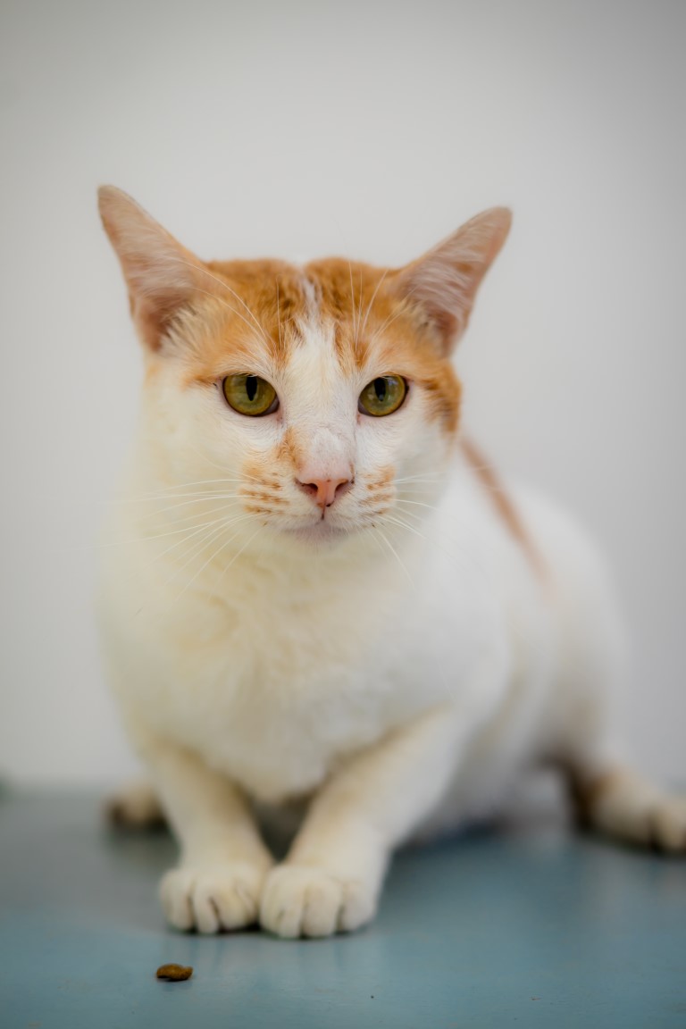 Animal image