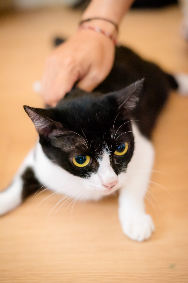 Animal image