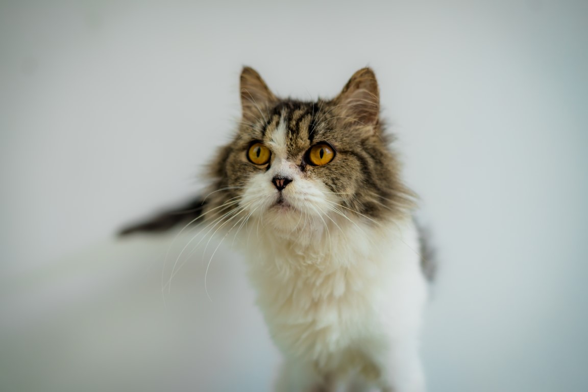 Animal image
