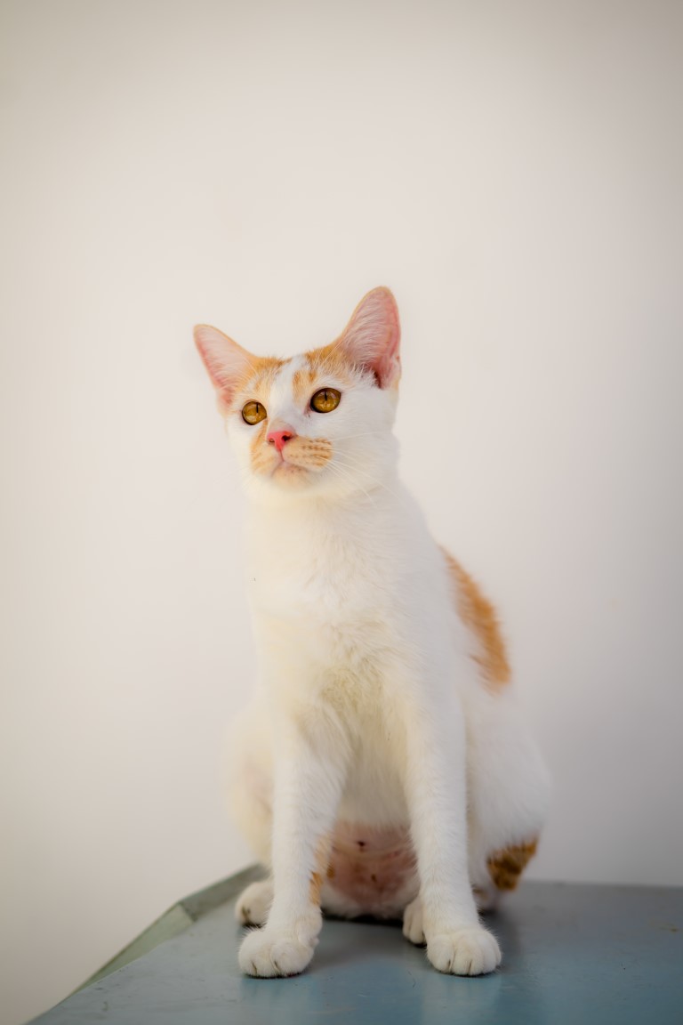 Animal image