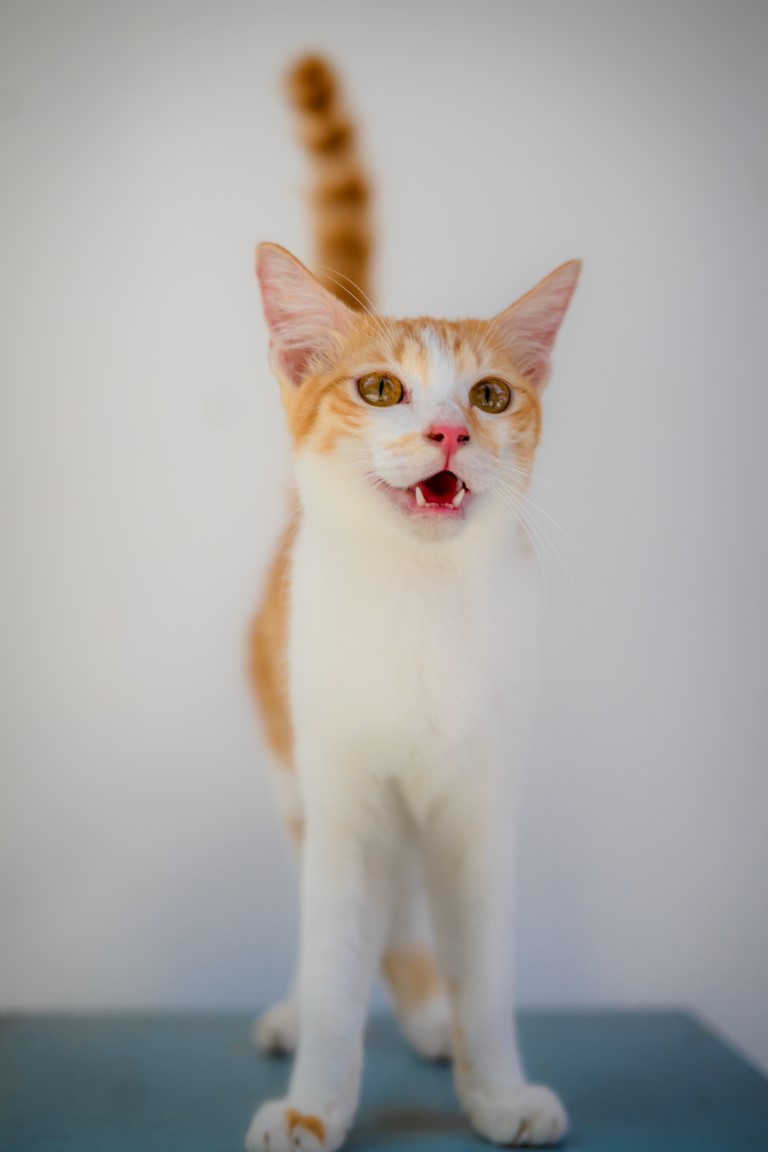 Animal image