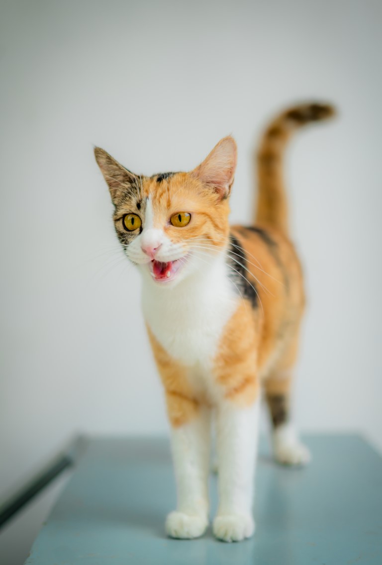 Animal image