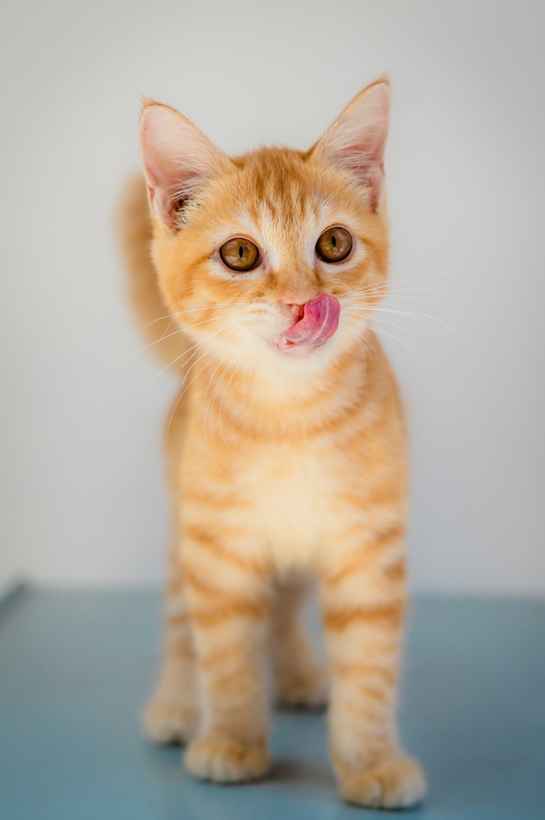 Animal image