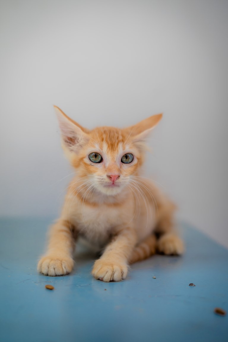 Animal image