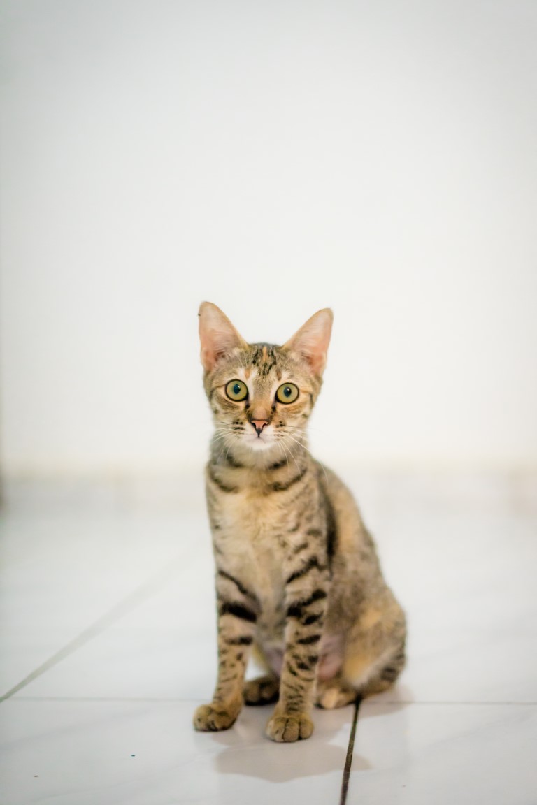 Animal image