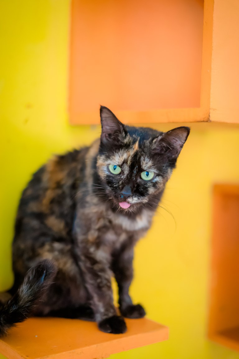 Animal image